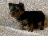 Cachorros Yorkshire en adopción - photo 1