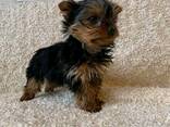 Cachorros Yorkshire en adopción - photo 2