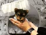 Gorgeous two-month-old male and female Yorkshire Terrier puppies for sale - фото 3